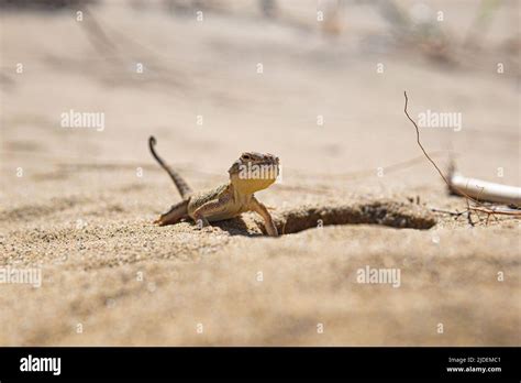 Portrait Of Desert Lizard Secret Toadhead Agama Near Its Burrow Stock