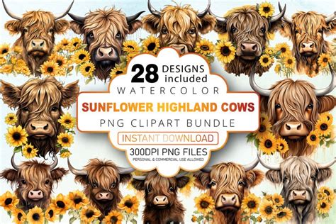 Watercolor Sunflower Highland Cows Collection Clipart Bundle