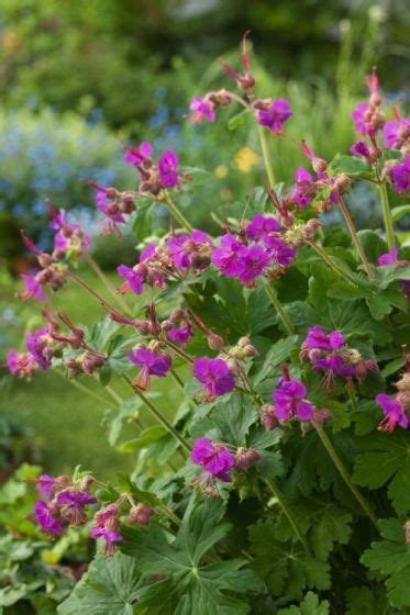 Geranium Macrorrhizum Ingwersen S Variety P Cm