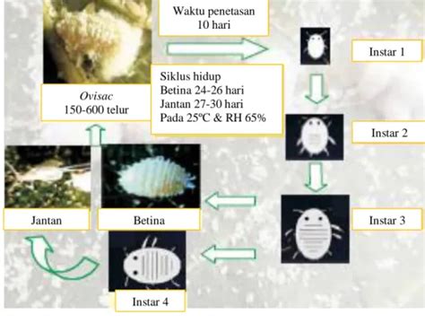 TINJAUAN PUSTAKA Kutu Putih Pepaya Paracoccus Marginatus Daerah