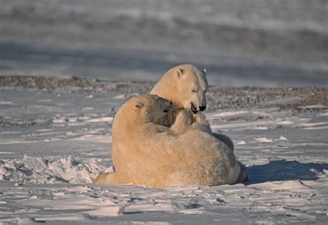 Eisbären in Der Kanadischen Arktis Stockfoto Bild von sturm wild