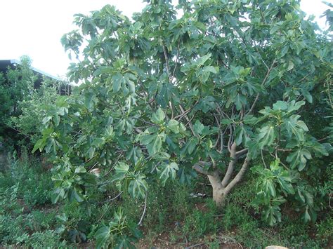 Ventajas y desventajas de tener una higuera en el jardín