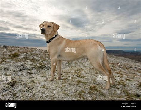 Golden Labrador retriever gun dog in frosty mountain landscape ...