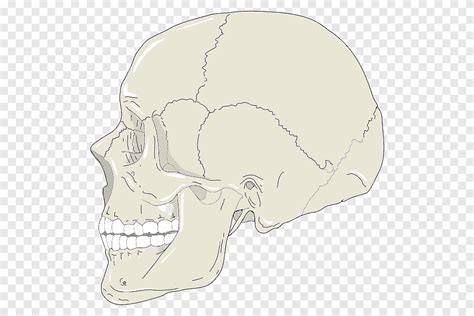 Skull Graphics Computer Icons Skull Profile Head Anatomy Png PNGEgg