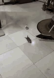 Cat Wiggle Cat Wiggle Discover Share Gifs