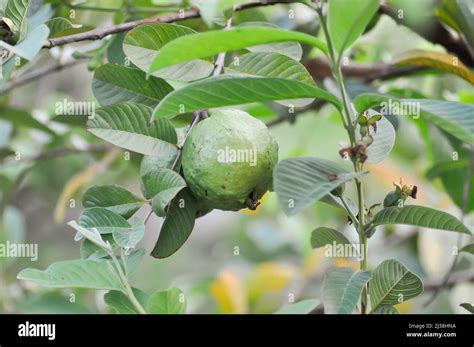 Guava Tree Myrtaceae Or Psidium Guajava Linn Plant Stock Photo Alamy