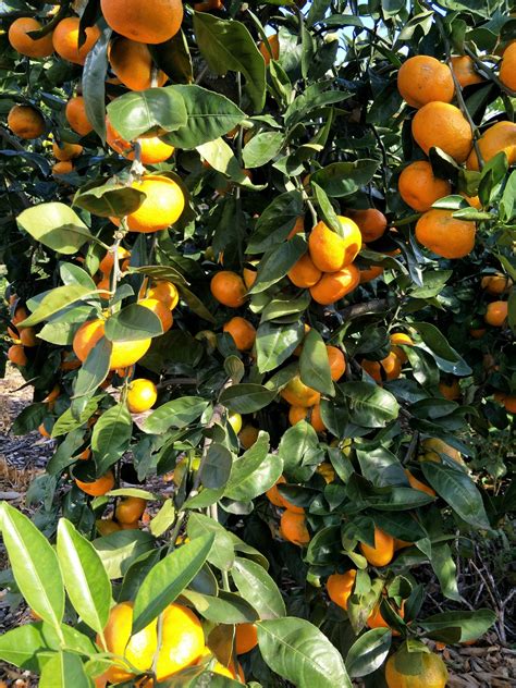 Citrus Engall S Nursery