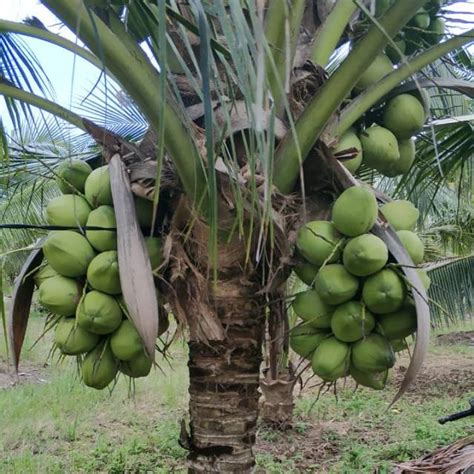 Bibit Kelapa Pandan Wangi Asli Kelapa Aroma Pandan Lazada Indonesia