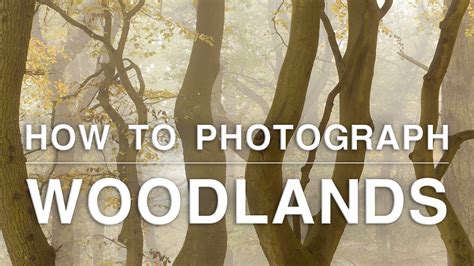 How To Photograph Woodlands Trees Streams And Fungi Nature Ttl