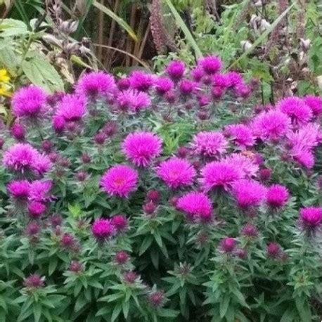 Aster Novae Angliae Vibrant Dome Petit Aster D Automne Fleurs Roses