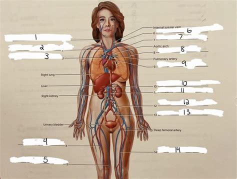 Bisc Lab Flashcards Quizlet