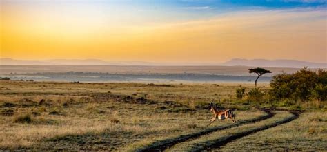 Queen Elizabeth National Park - Wild Times Safaris