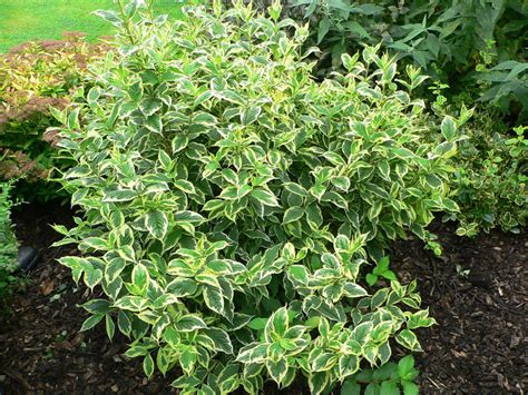Вейгела цветущая Вариегата "Variegata"