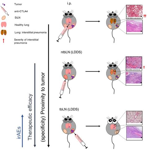 Research News Improving Immune Checkpoint Inhibitors Anti Tumor