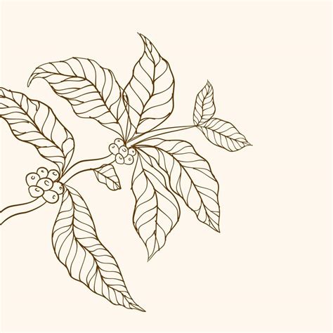 Coffee Plant Branch With Leaf Hand Drawn Coffee Branch Coffee Beans