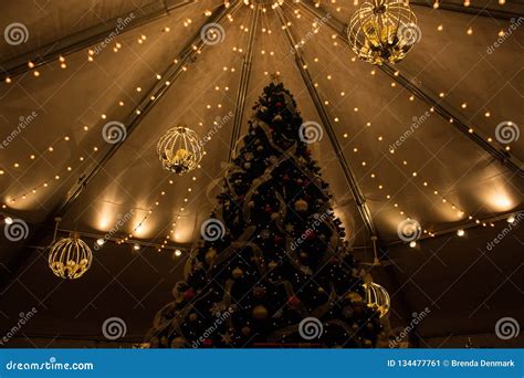 Christmas Tree at Hudson Gardens Stock Image - Image of tree, december: 134477761