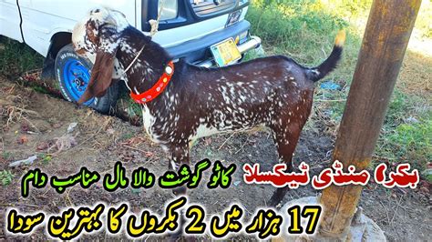 K Bakro Ka Naseeb Ka Soda Taxila Bakra Mandi Latest Update