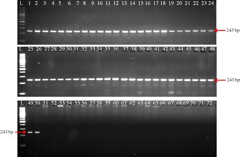 Frontiers Molecular Diagnostic Assay For Pre Harvest Detection Of