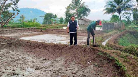 Penyuluh Perikanan Di Pangandaran Jelaskan Cara Budi Daya Ikan Nila