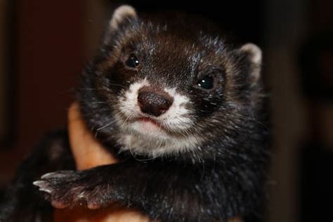 Ferret Colors and Patterns – Holistic Ferret Forum