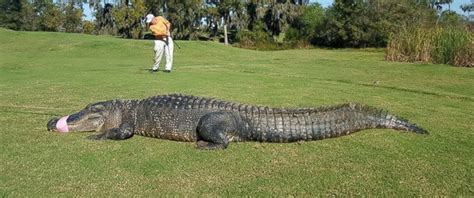 1-Eyed Alligator Named After 'Happy Gilmore' Character Caught on Texas ...