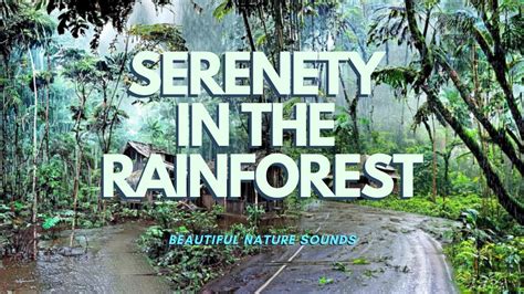 Serenity In The Rainforest Ambient Rain Sounds For Relaxing