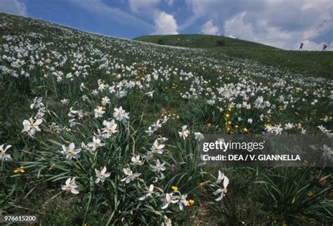 353 Daffodil Hill Stock Photos High Res Pictures And Images Getty