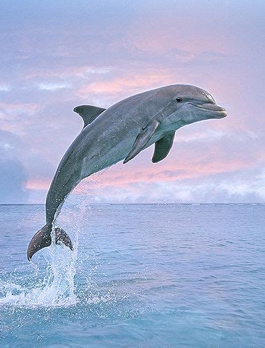 Jumping Dolphin | Dolphin photos, Dolphins, Dolphin painting