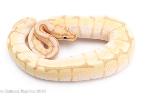 Banana Spider female | Outback Reptiles