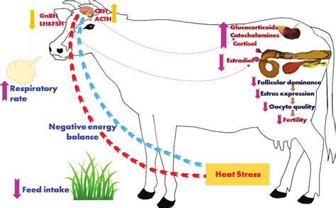 Impact Of Heat Stress On Female Reproductive Performance Download