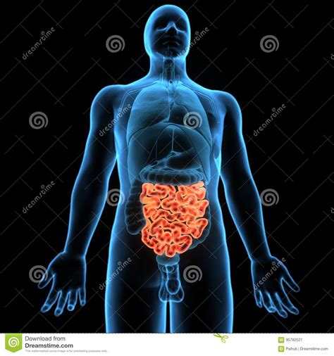 3d Illustration Of Human Digestive System Anatomy And X28stomach With