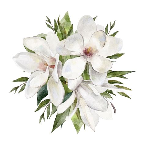 Premium Vector Watercolor White Magnolia Flowers Bouquet Vector