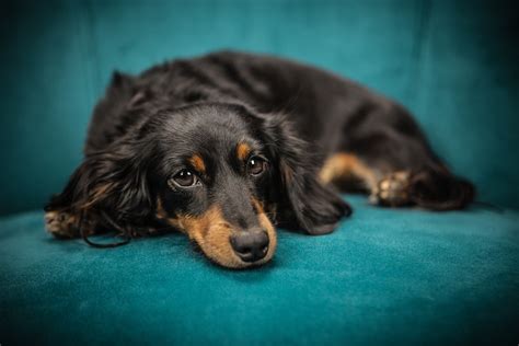 Conjuntivitis en perros síntomas y tratamiento Hospital Veterinario