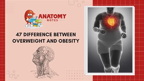 Bmi Obesity Table Archives Anatomy Notes