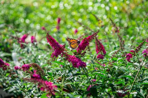 Butterfly Bush | Petitti Garden Centers