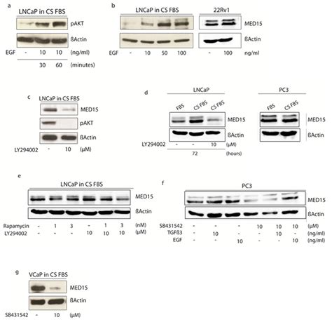 Modulation Of Pi3k And Tgfß Signaling In Cell Lines Affects Med15 Download Scientific Diagram