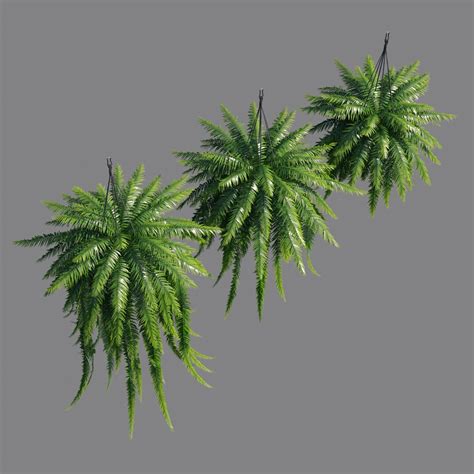 sword fern  behance