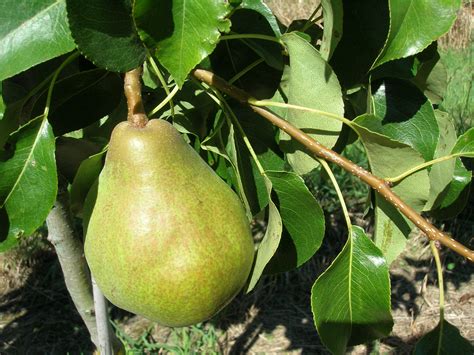 Груша Пакхам Описание Сорта Фото Отзывы – Telegraph