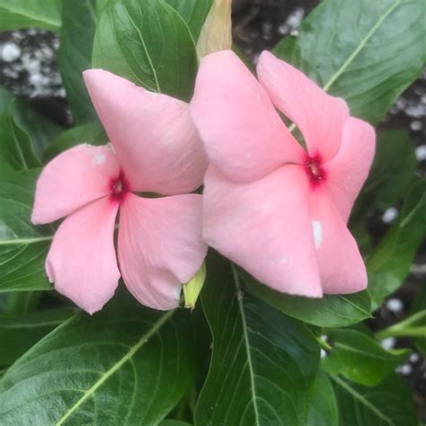 Catharanthus Roseus Syn Vinca Rosea Madagascar Periwinkle Uploaded