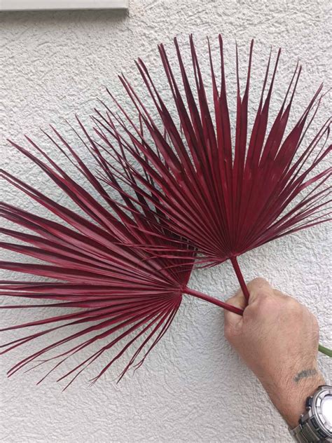 Dried Sun Palm Leaves Leaf Burgundy Tropical Fan Palm Leaf