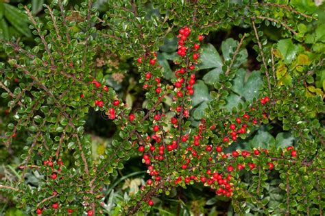 Twigs Of Cotoneaster Horizontalis With Red Berries Stock Photo Image