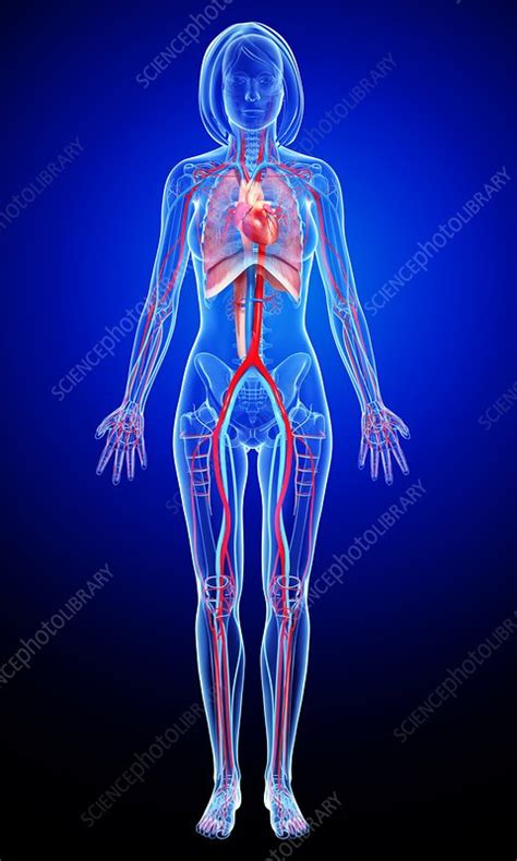 Female Cardiovascular System Artwork Stock Image F005 9966