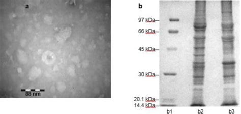 Immunogenicity Of Enterotoxigenic Escherichia Coli Outer Membrane Vesicles Encapsulated In