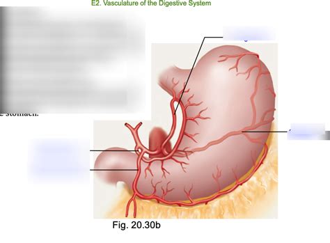 Stomach Vasculature Diagram Quizlet