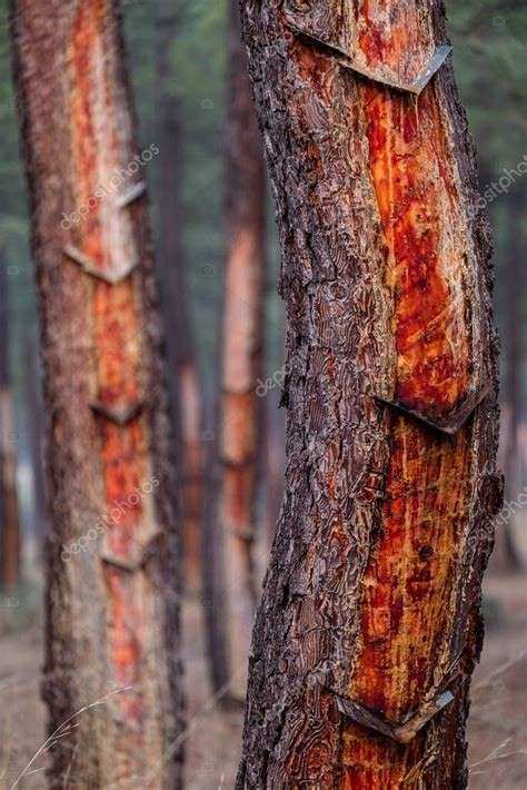 Extracci N De Resina En Un Bosque Pinus Pinaster Montes De Coca