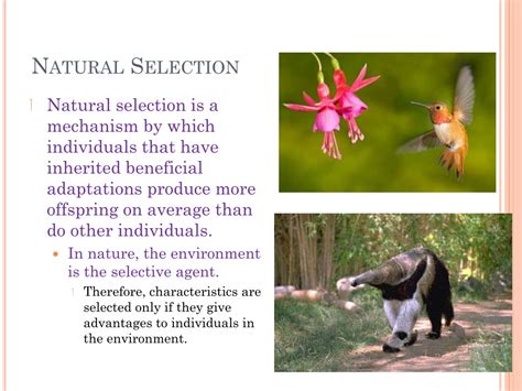 Ppt Natural Selection Powerpoint Presentation Free Download Id9473196