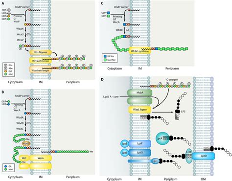 O Antigen LPS Biosynthesis And LPS Assembly And Transport A