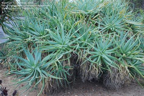 PlantFiles Pictures Aloe Species Torch Aloe Tree Aloe Mountain Bush