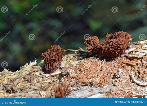 Stemonitis Splendens Slime Mold Stock Photography