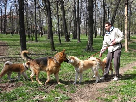 how to socialize dogs